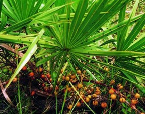 Prostate Health: What Is Saw Palmetto? - Dr. David Samadi Explains Its Benefits And Uses